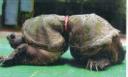 sea-turtle-deformed.jpg sea-turtle-deformed.jpg