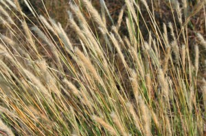 Tommy Stone Grasses photo